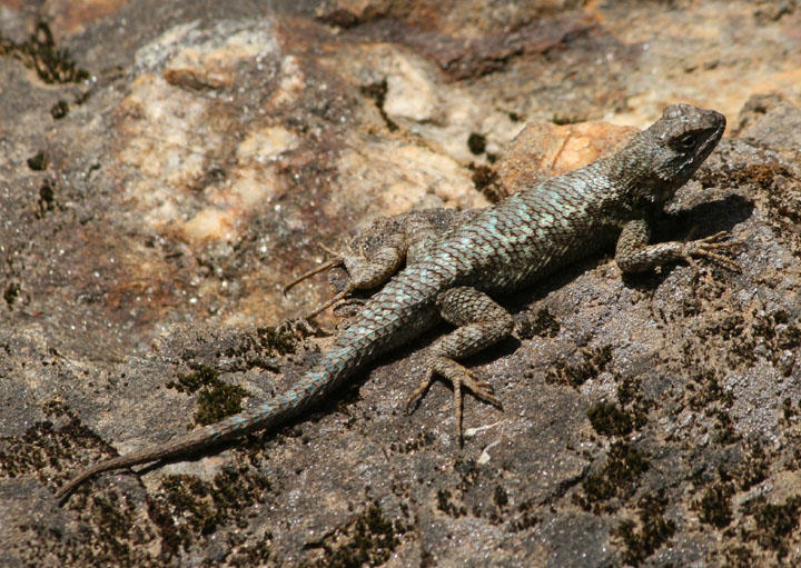 Coast Range Western Fence Lizard