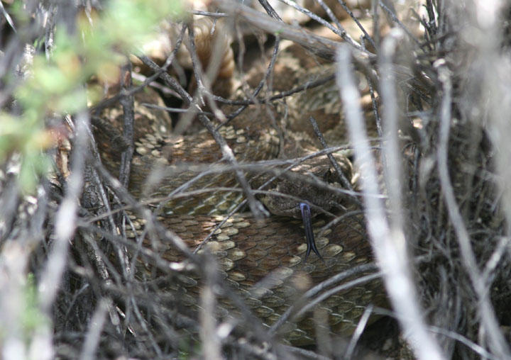 Northern Pacific Rattlesnake