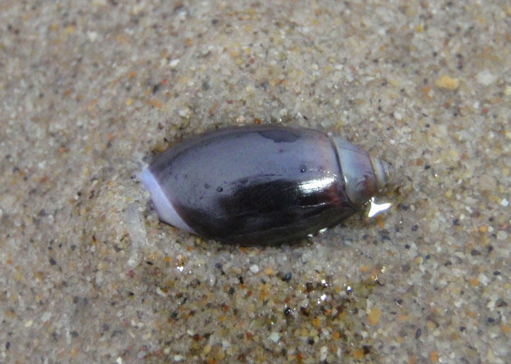 Purple Dwarf Olive
