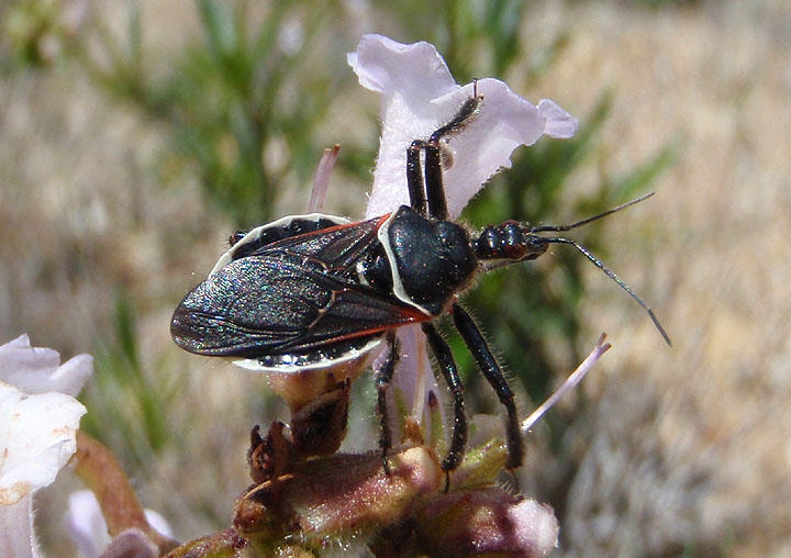 Apiomerus californicus; Bee Assassin species