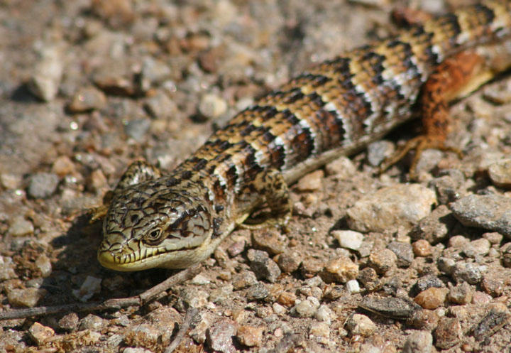 California Alligator Lizard