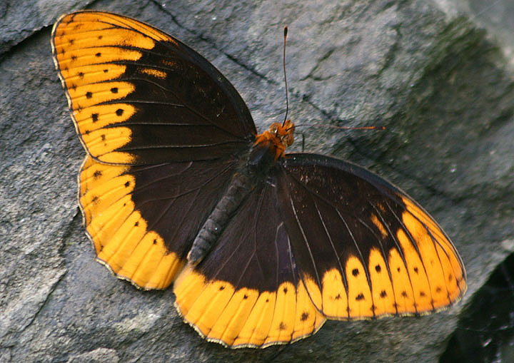 Speyeria diana; Diana Fritillary; male