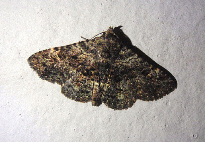 8499 - Metalectra discalis; Common Fungus Moth