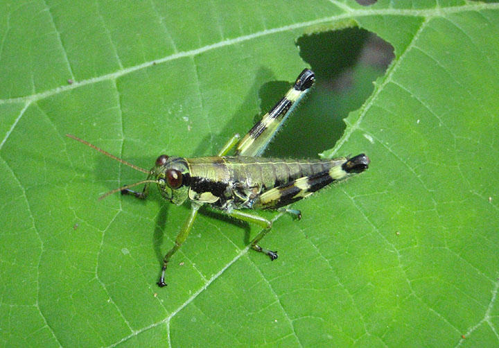 Booneacris glacialis; Wingless Mountain Grasshopper