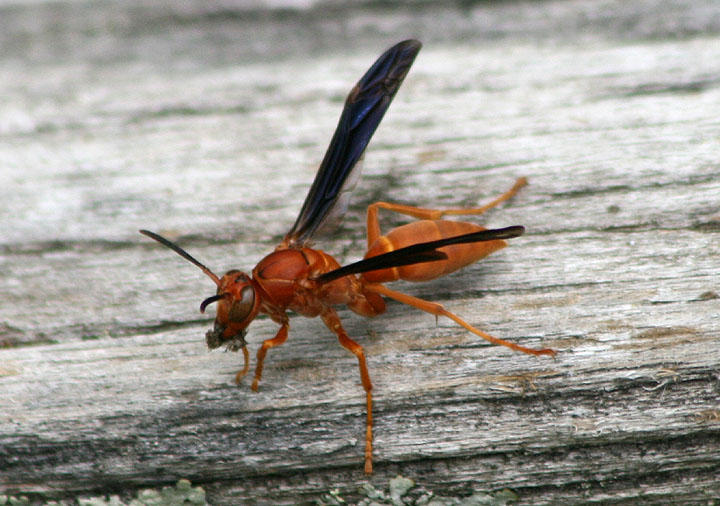 Polistes carolina/rubiginosus complex; Paper Wasp species