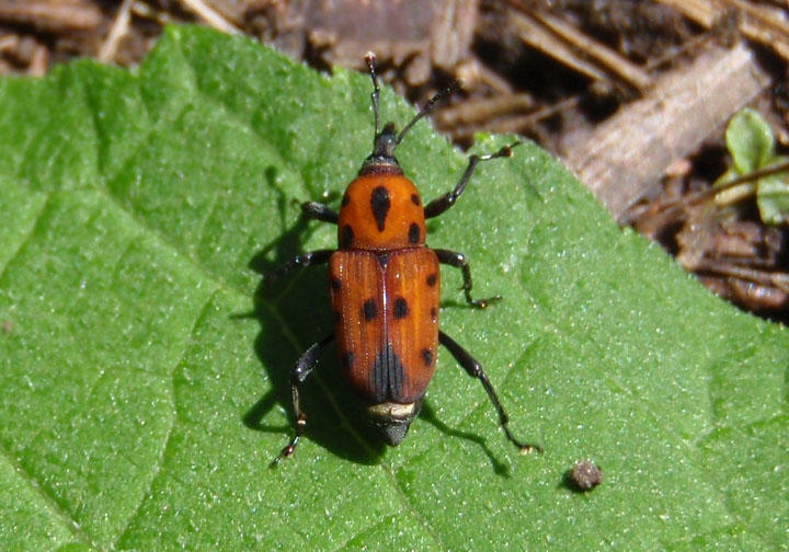 Rhodobaenus quinquepunctatus; Cocklebur Weevil