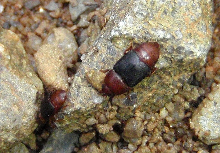 Carpophilus melanopterus; Sap-feeding Beetle species
