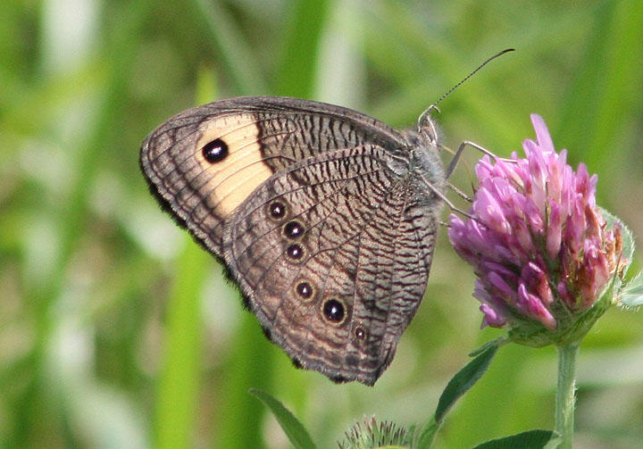 Cercyonis pegala; Common Wood-nymph