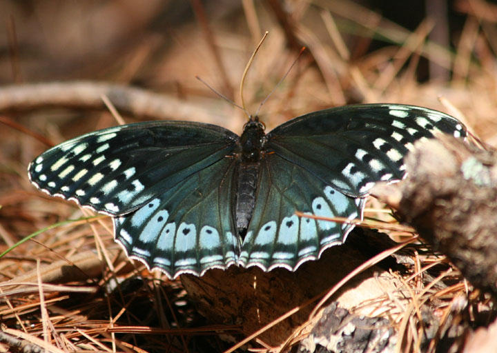 Speyeria diana; Diana Fritillary; female