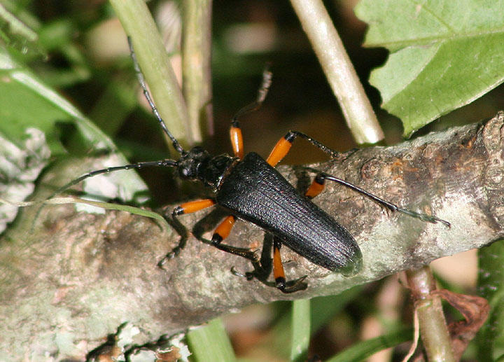 Stenocorus schaumii; Flower Longhorn species