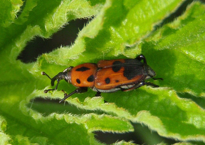 Rhodobaenus quinquepunctatus; Cocklebur Weevil