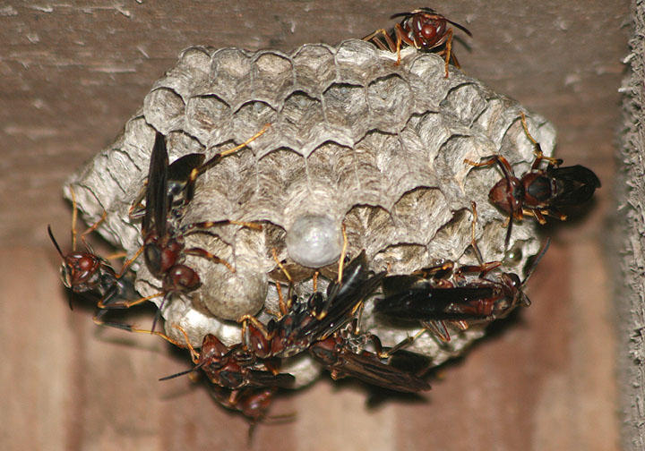 Polistes metricus; Paper Wasp species
