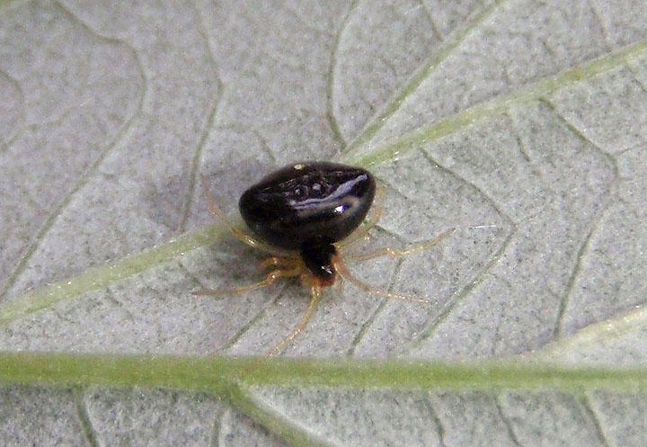 Theridula opulenta; Cobweb Spider species