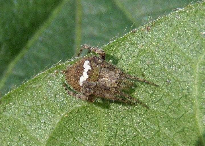 Eustala anastera/cepina complex; Orbweaver species