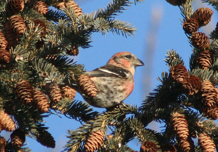 White-winged Crossbill; male