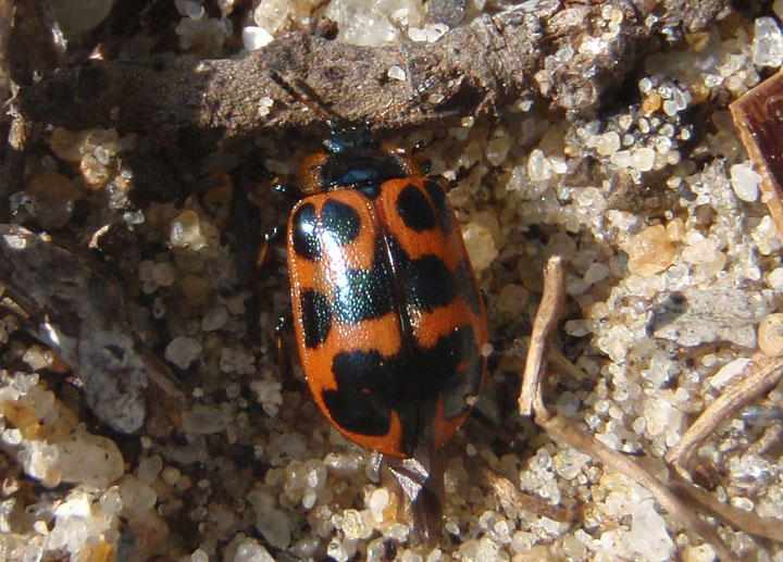 Chrysomela interrupta; Willow Leaf Beetle