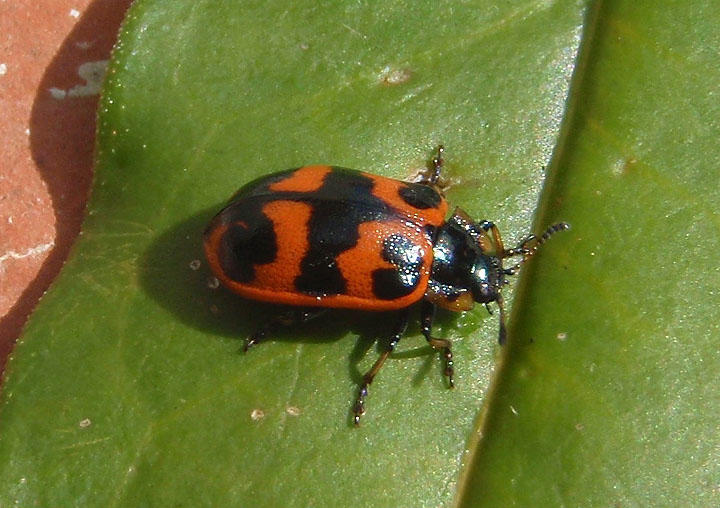 Chrysomela interrupta; Willow Leaf Beetle