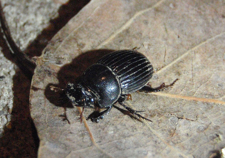 Copris minutus; Small Black Dung Beetle