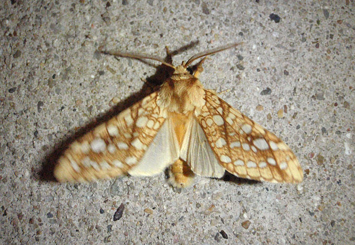 8211 - Lophocampa caryae; Hickory Tussock Moth