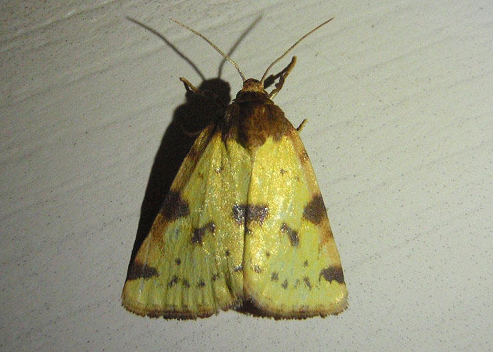 9725 - Azenia obtusa; Obtuse Yellow