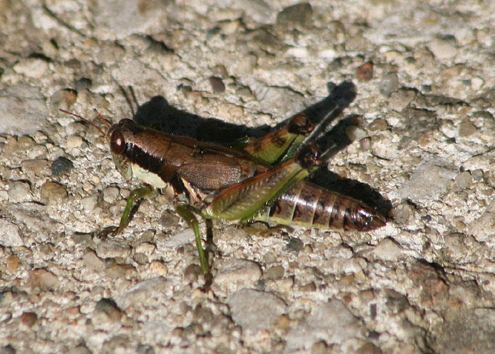 Melanoplus viridipes complex; Green-legged Grasshopper; female