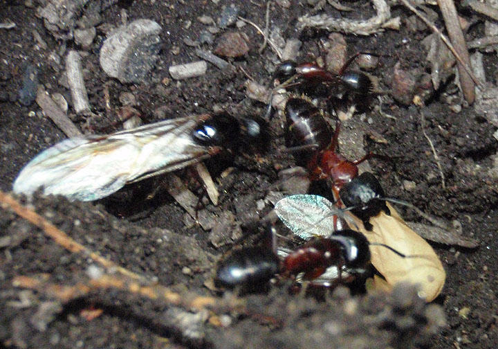 Tanaemyrmex Carpenter Ant species