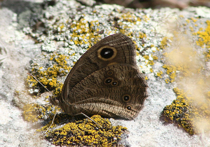 Cercyonis pegala; Common Wood-Nymph