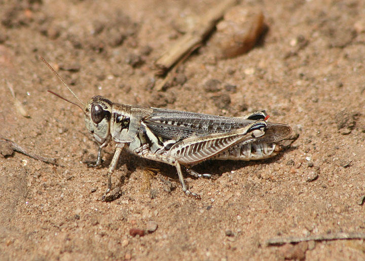 Melanoplus sanguinipes; Migratory Grasshopper; female
