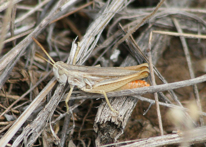 Eritettix simplex; Velvet-striped Grasshopper; male