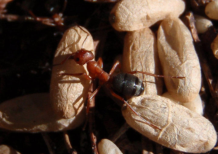 Formica rufa group; Wood Ant species