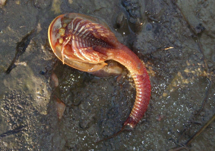 Triops longicaudatus; Tadpole Shrimp species