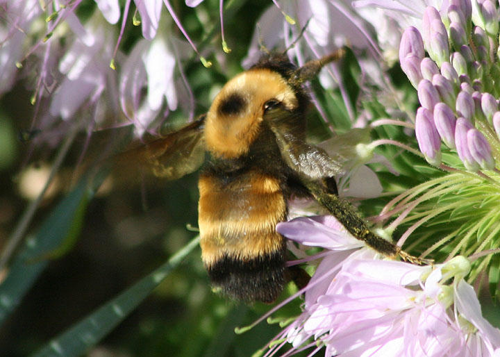 Bombus nevadensis; Nevada Bumble Bee