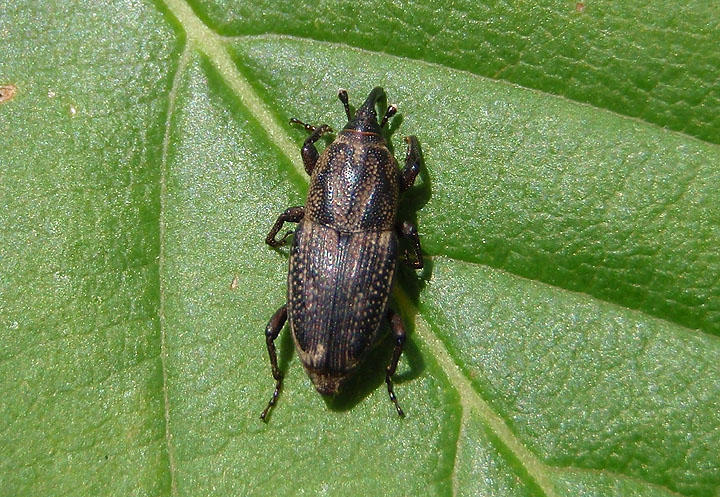 Sphenophorus venatus vestitus; Hunting Billbug