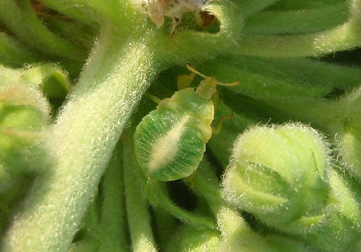 Pymata Jagged Ambush Bug species; nymph