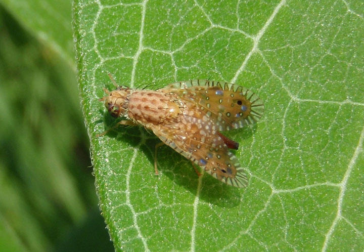 Paracantha culta; Fruit Fly species; female
