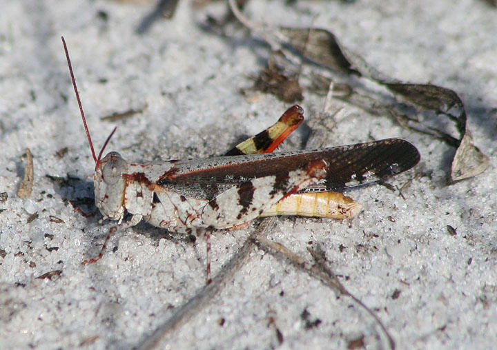 Spharagemon marmorata picta; Southern Marbled Grasshopper; male