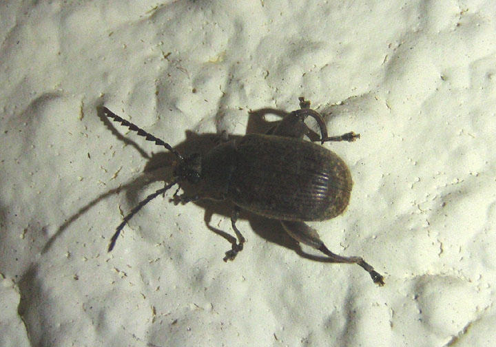 Caryobruchus gleditsiae; Bean Weevil species