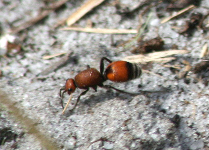 Dasymutilla bioculata; Velvet Ant species; female