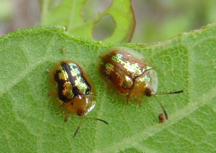 Deloyala barberi; Tortoise Beetle species