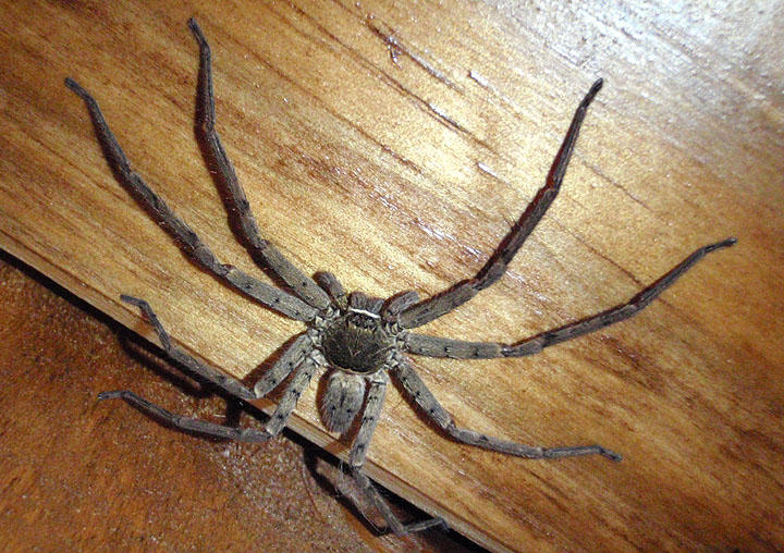 Heteropoda venatoria; Huntsman Spider; female