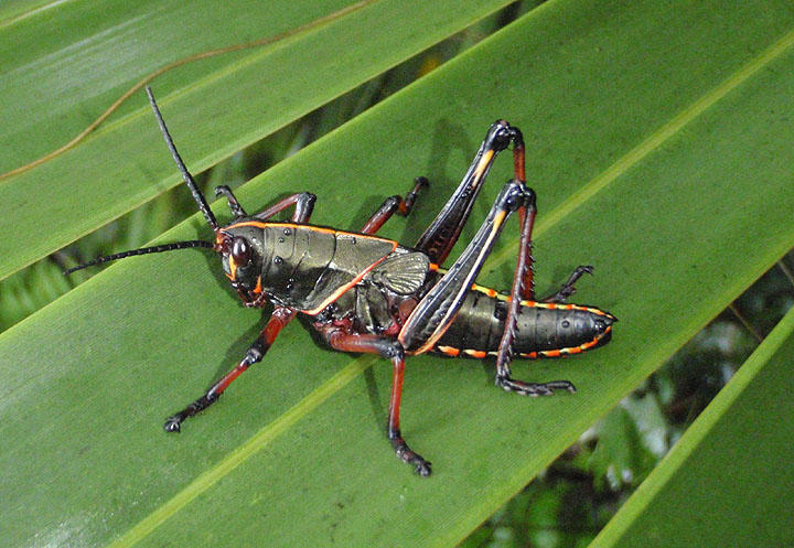 Romalea microptera; Eastern Lubber Grasshopper; immature