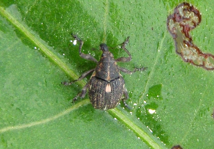 Rhinoncus pericarpius; Weevil species; exotic