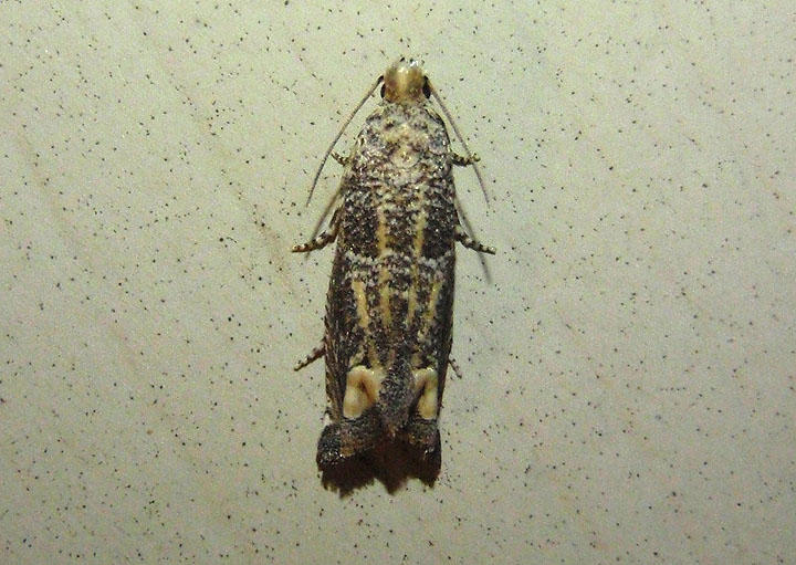 3173 - Epiblema abruptana; Abrupt Epiblema Moth