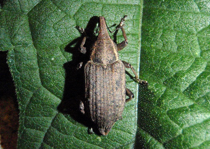 Listronotus squamiger; Underwater Weevil species