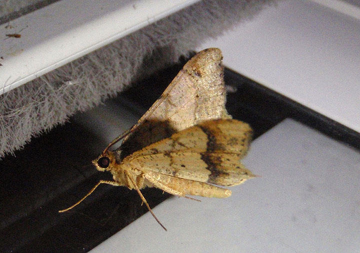 6332 - Psamatodes abydata; Dot-lined Angle 