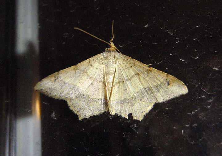 6332 - Psamatodes abydata; Dot-lined Angle 