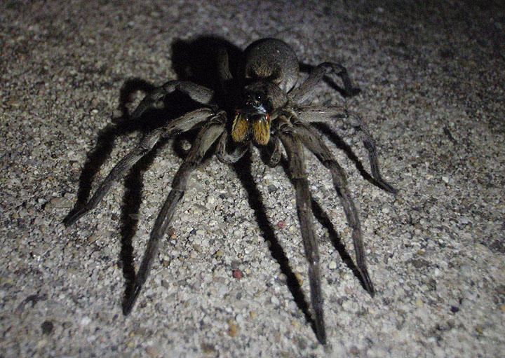 Hogna carolinensis; Carolina Wolf Spider