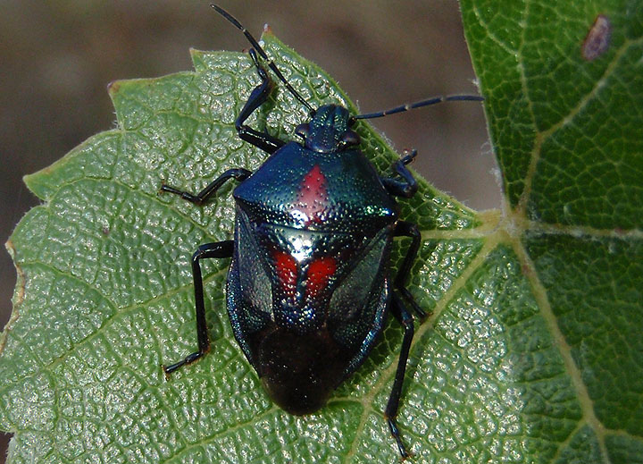 Oplomus dichrous; Predatory Stink Bug species; male
