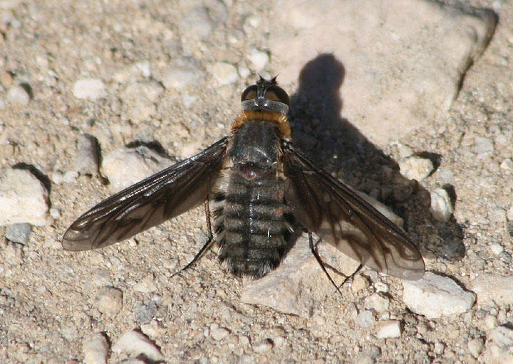Poecilanthrax californicus; Bee Fly species
