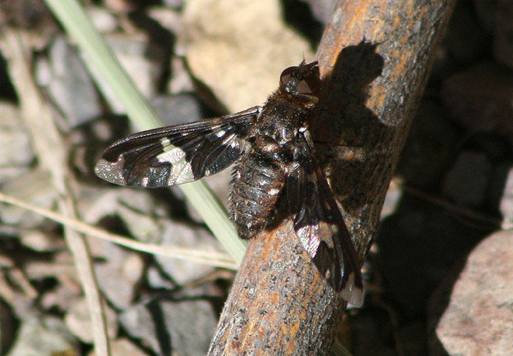 Exoprosopa dorcadion; Bee Fly species